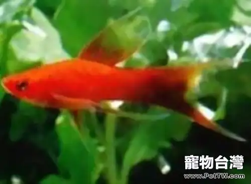 紅劍魚的飼養摘要