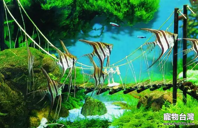 觀賞魚凸眼病的症狀及防治(1圖)-寵物台灣