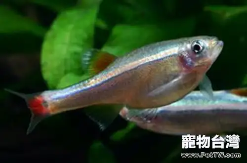 白雲山魚的品種特點(1圖)-寵物台灣