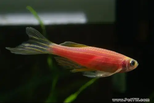斑馬魚的飼養要點(1圖)-寵物台灣