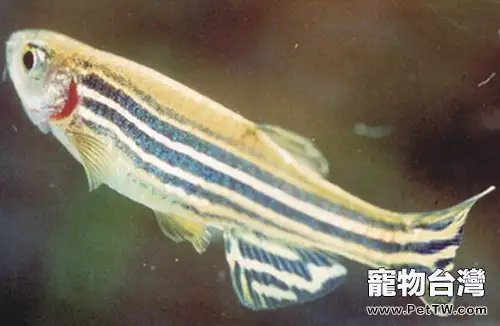 斑馬魚的人工繁殖注意事項(1圖)-寵物台灣