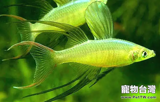 霓虹燕子魚的飼養要點