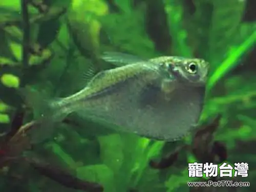 石斧魚的外形特徵及特色