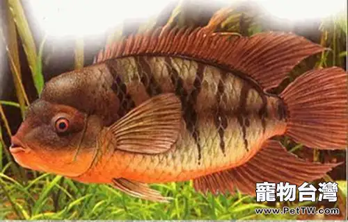 紅肚火口魚的飼養守則