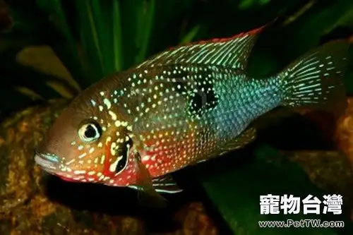 紅肚火口魚的繁殖概況