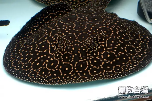 燈光對黑帝王幼魚的成長作用(1圖)-寵物台灣