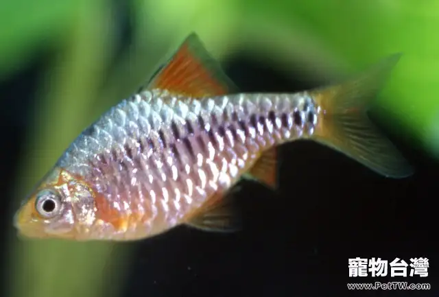 一年四季七星燈魚的飼養重點