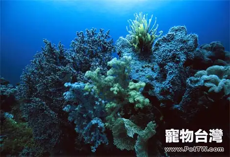 水族海綿動物的品種分類