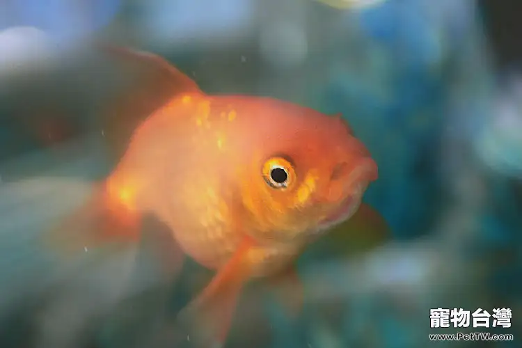 解開金魚睡覺的秘密(1圖)-寵物台灣