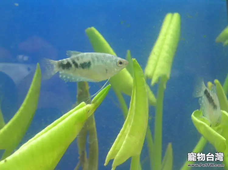 如何正確投餵魚飼料