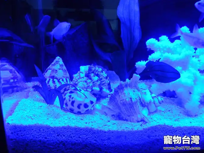 水族箱照明燈的作用