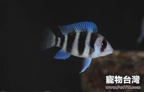 皇冠六間魚的飼養注意事項