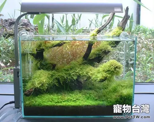 水族箱簡單美化的三個方法