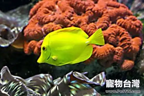 導致熱帶魚患病死亡的原因分析