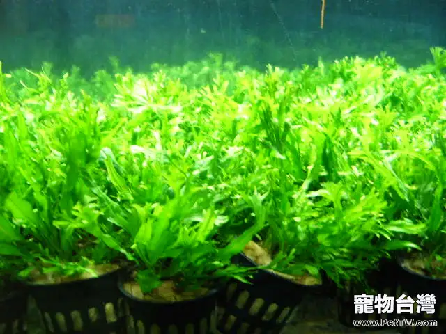 水草燈色溫知識簡介(1圖)-寵物台灣