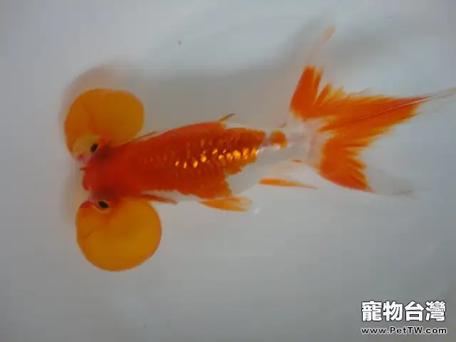 水泡眼金魚的鑒賞要點(1圖)-寵物台灣