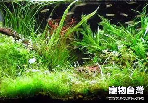 九種不宜在水草缸飼養的魚類