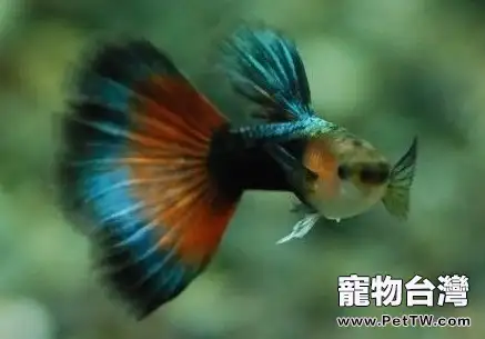 海底小公主,孔雀魚飼養全攻略(共3張圖片)-寵物台灣