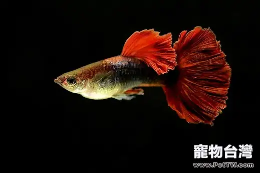 海底小公主，孔雀魚飼養全攻略