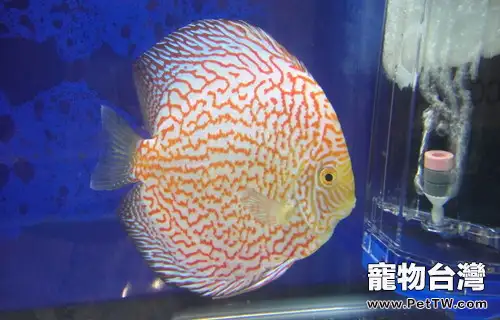 教你辨別七彩神仙魚的健康狀況(1圖)-寵物台灣