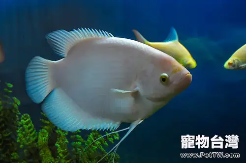 從觀賞魚行為異常看病因