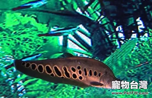 七星刀魚的飼養須知(1圖)-寵物台灣