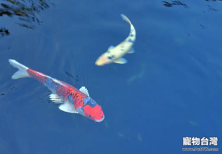 水族飼養中能遇到各種計量名詞解釋