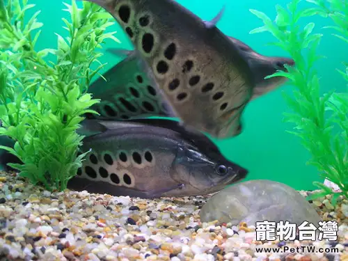 七星刀魚的繁殖注意事項(1圖)-寵物台灣