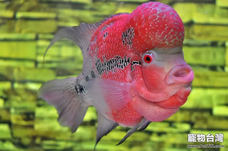羅漢魚幼魚的飼養要點(1圖)-寵物台灣