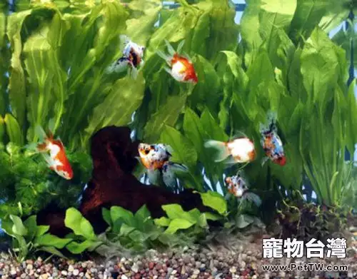 金魚缸的水草佈置建議(1圖)-寵物台灣