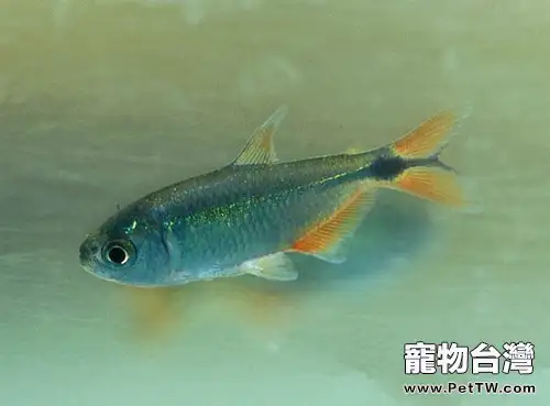 黑十字魚的飼養注意事項(1圖)-寵物台灣