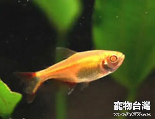 黑紅十字魚簡介及繁殖要點