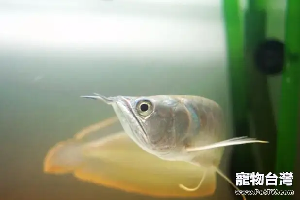 雙鬚骨舌魚（銀龍魚）飼養全攻略