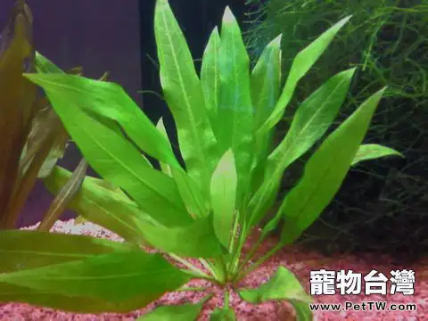 合理使用水草營養劑