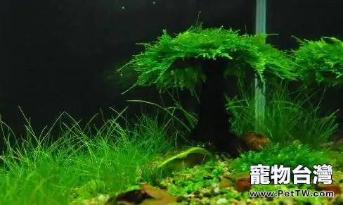 養魚水草栽培知識必須學