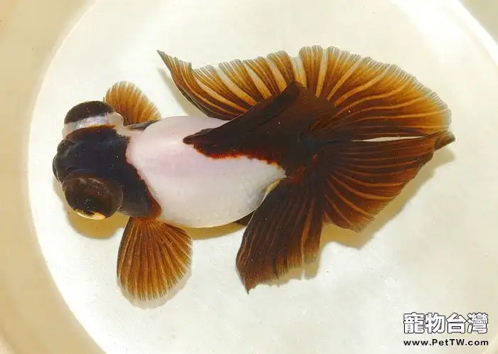 蝶尾金魚的飼養大全