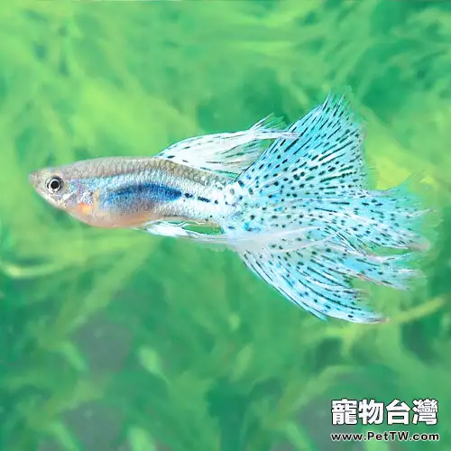 孔雀魚的飼養對水質有何要求