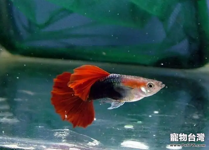 孔雀魚飼養設備的介紹