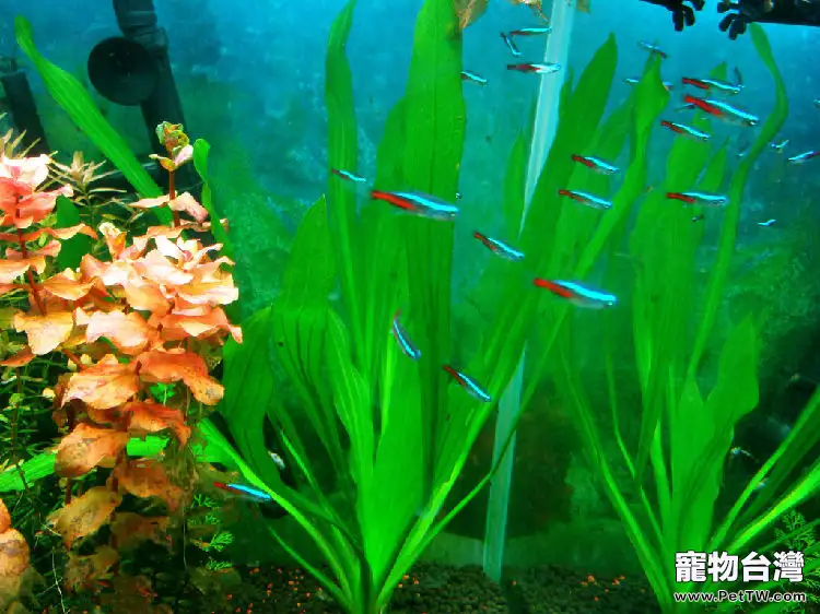氣泵噪音原理及降噪措施(1圖)-寵物台灣