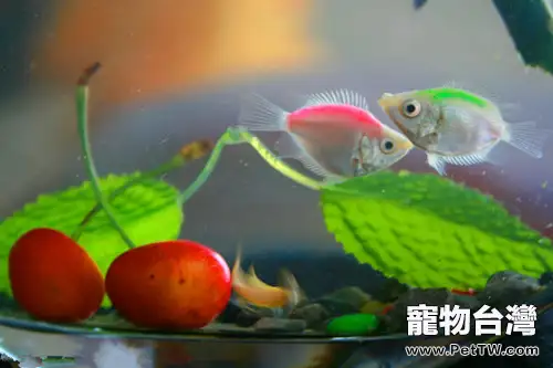 七類觀賞魚常用藥物解析