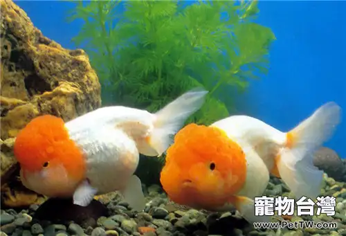 給金魚造景的注意事項