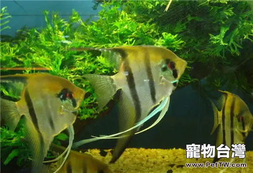 水質酸鹼度對熱帶魚的影響