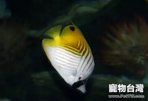 不同季節觀賞魚管理重點(1圖)-寵物台灣