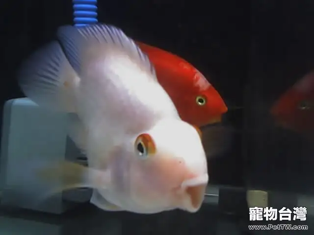選購鸚鵡魚(血鸚鵡魚 財神魚)時需注意鸚鵡魚(血鸚鵡魚 財神魚)眼睛(1圖)-寵物台灣