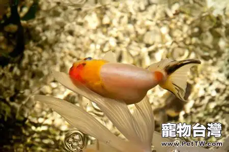 金魚變色原因分析