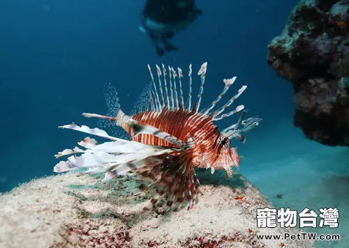 水質軟硬度對熱帶魚飼養的影響