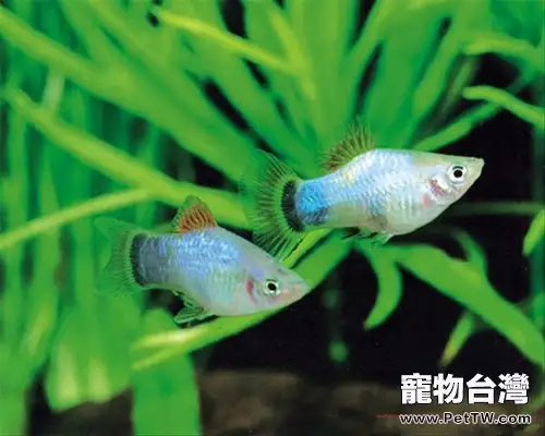 飼養月光魚的水族箱佈置