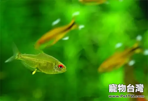 為你揭開燈魚發光的秘密