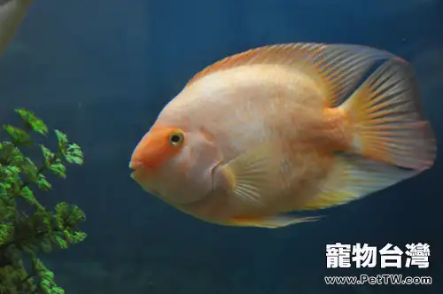 病魚治療過程的注意事項