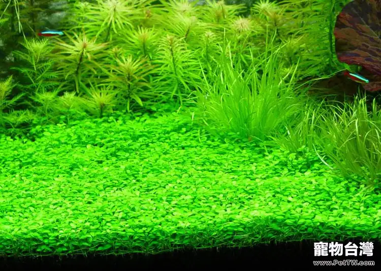 水族箱出現大量藻類的原因